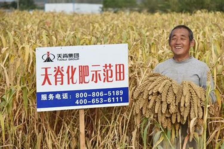 适合南方种植枣树品种的方法