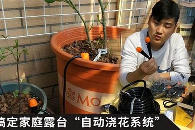 南瓜不结果是什么肥料多了 南瓜的花多半都不会结果为什么
