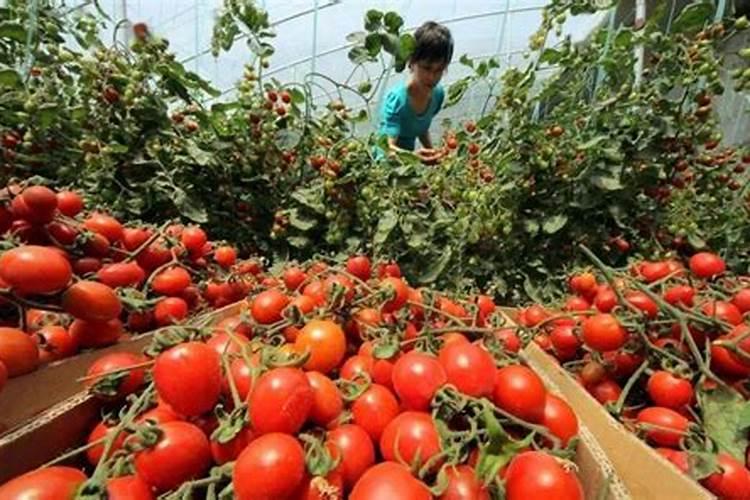 西红柿的种植用什么肥料好