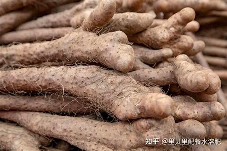 家里如何种植山药？