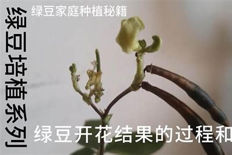 绿豆打什么药能高产和上什么肥料？