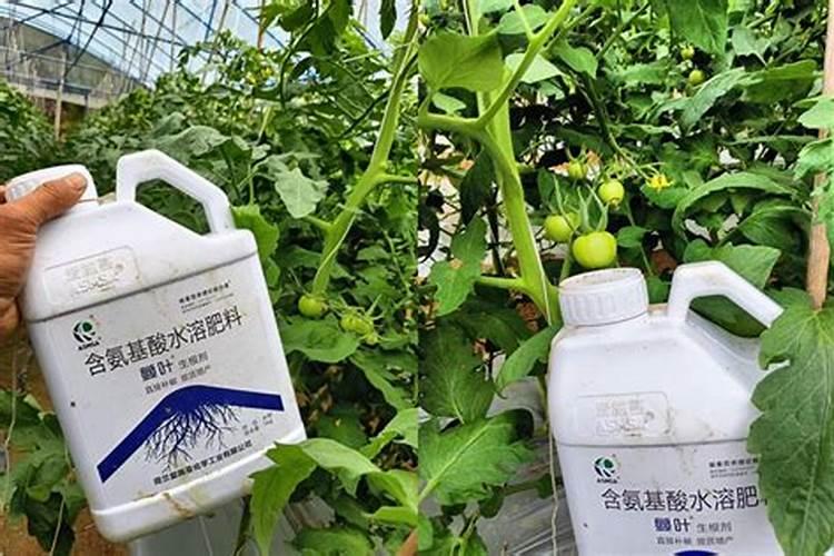生根剂水溶肥叶面喷施效果会好吗