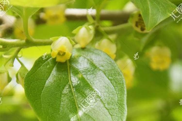 柿子树结柿子后用什么肥料膨果？