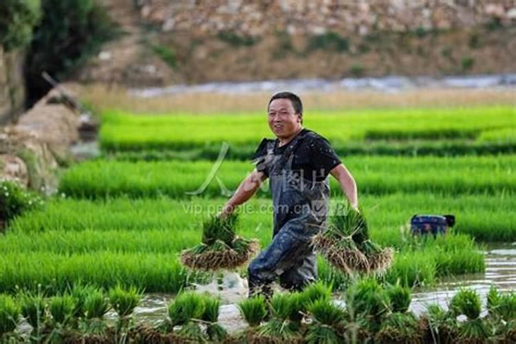 水稻什么时候喷施叶面肥最佳