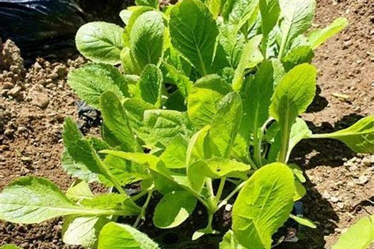 大白菜什么时候施肥和浇水