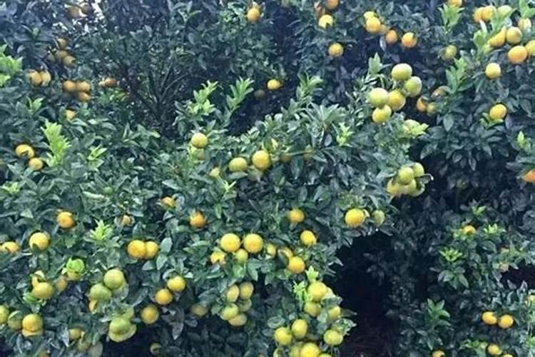 柑橘树施什么复合肥好呢？一年要施多少次？(大树)