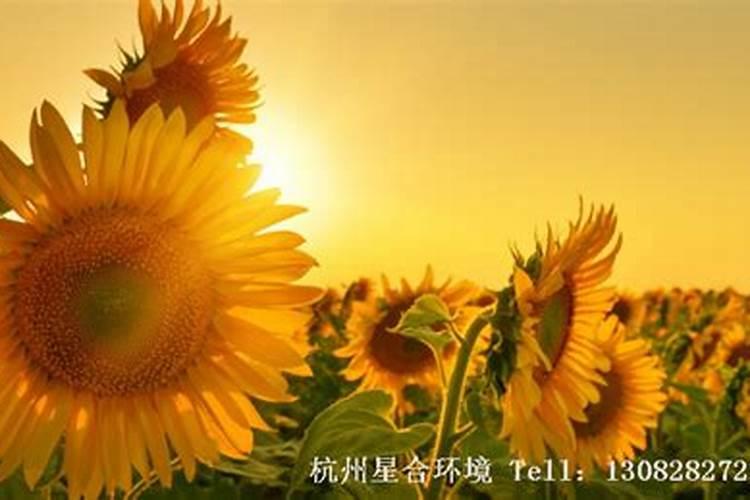 向日葵施什么肥最好