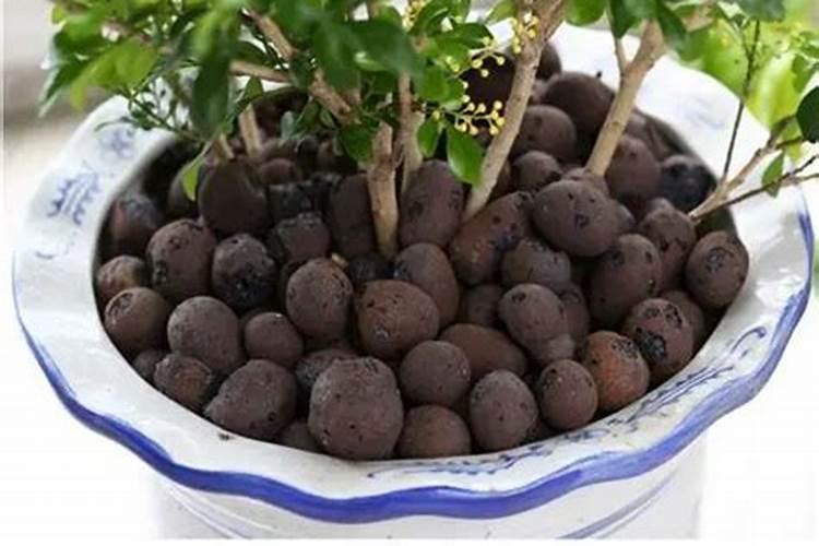 花盆里这个小球是什么？