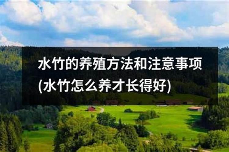 水竹叶子发黄怎么回事 水竹叶子发黄什么回事