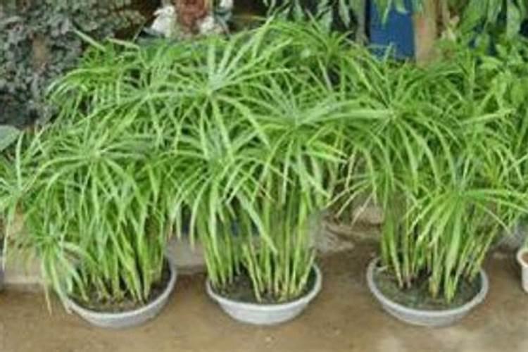 银线水竹草栽养要点