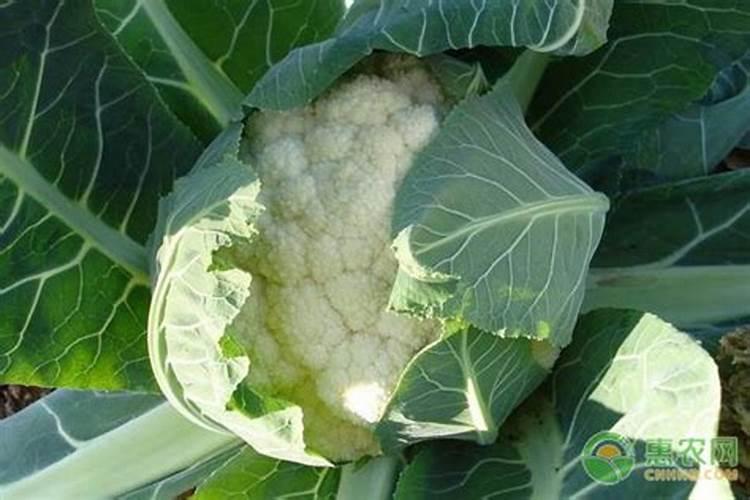 菜花的种植管理技术 长见识了吧