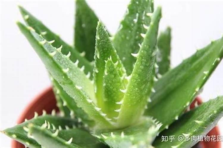 芦荟怎么养 做好这六点