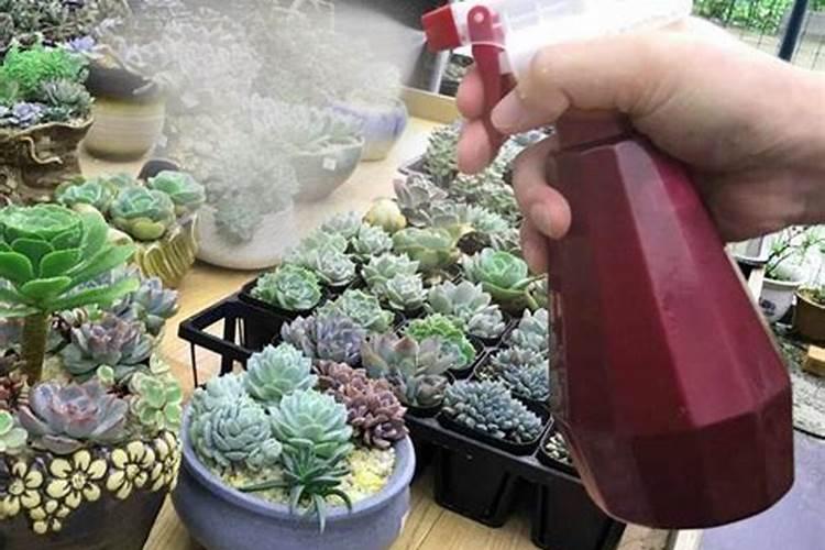 发财树栽能施硼镁肥吗