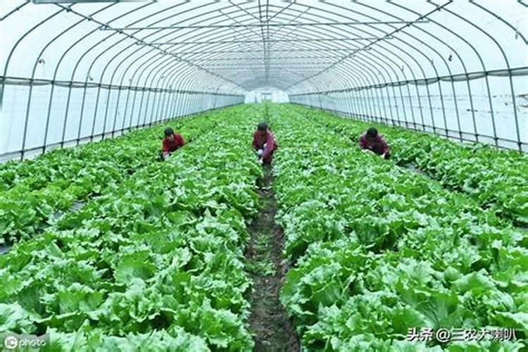 有机肥多少钱一吨