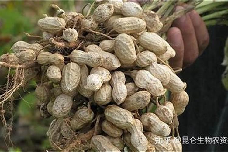 榆树下山桩出芽后能否喷些叶面肥