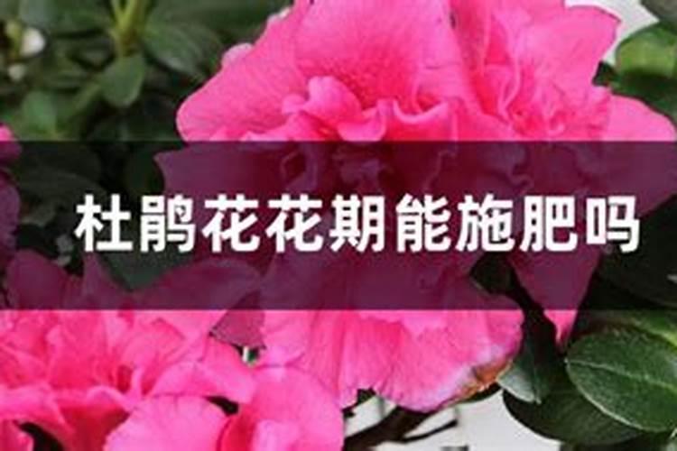 .杜鹃花什么时间施肥