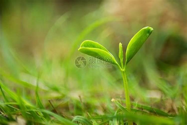 春季葡萄树施什么肥好
