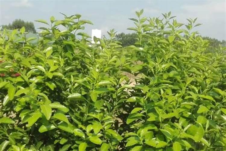 沙糖桔该几月份放钾肥 如何做好种植管理