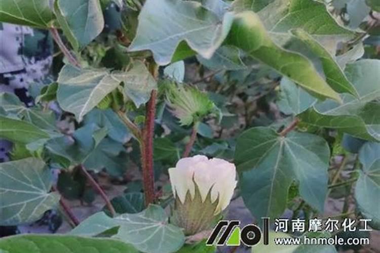 什么是鱼蛋白肥料,鱼蛋白肥料作用及使用方法