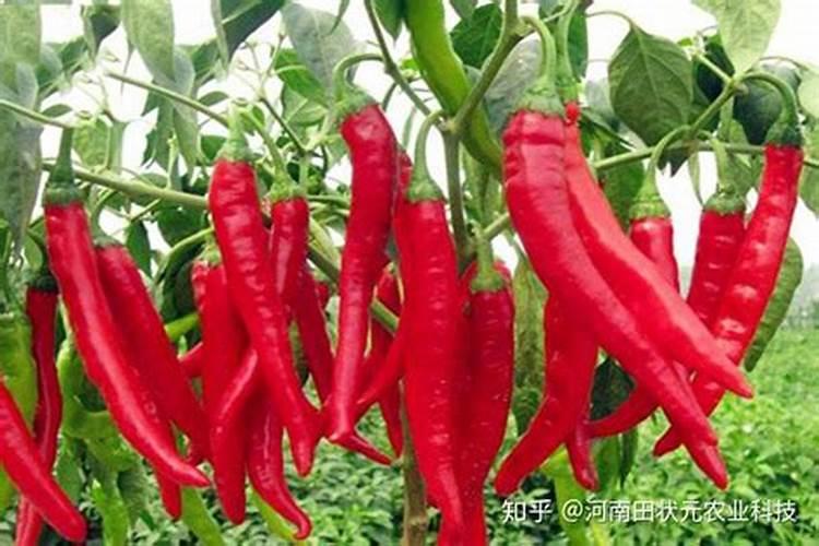 柑橘叶子卷曲,凹凸不平？