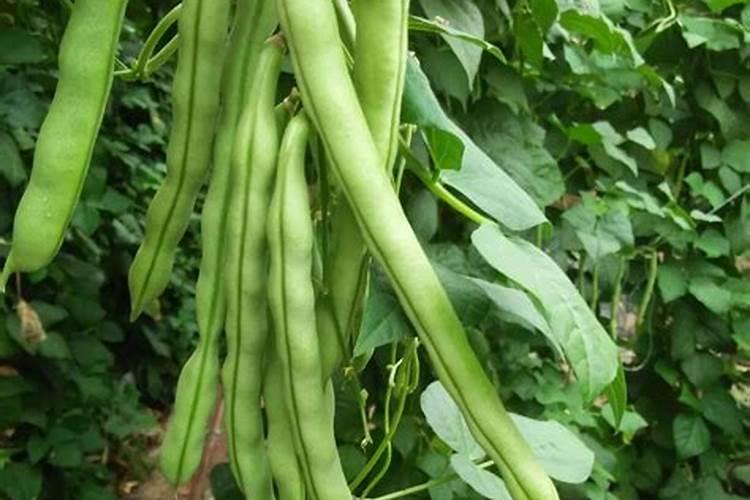 大棚芸豆冲平衡肥好还是高钾肥好呢？