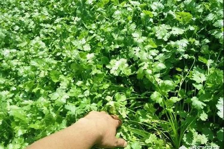 香菜夏秋栽培技术 香菜施肥方法