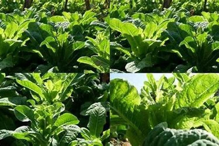 莴笋膨大长粗用什么肥或药