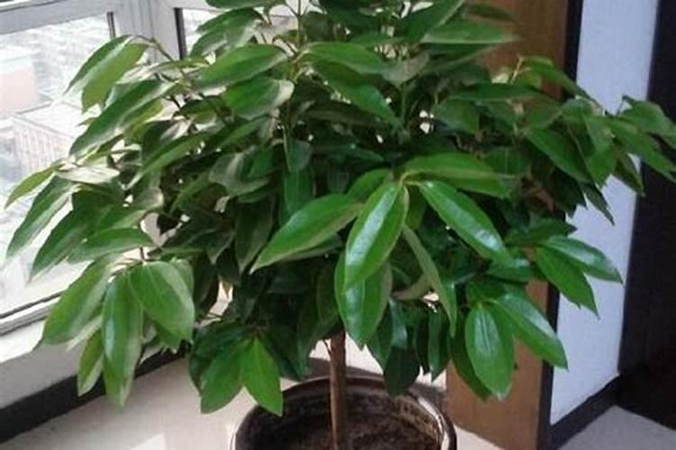 铁元素在人体中的重要作用