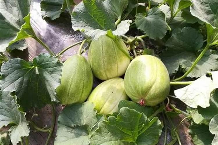 香瓜如何种植与管理