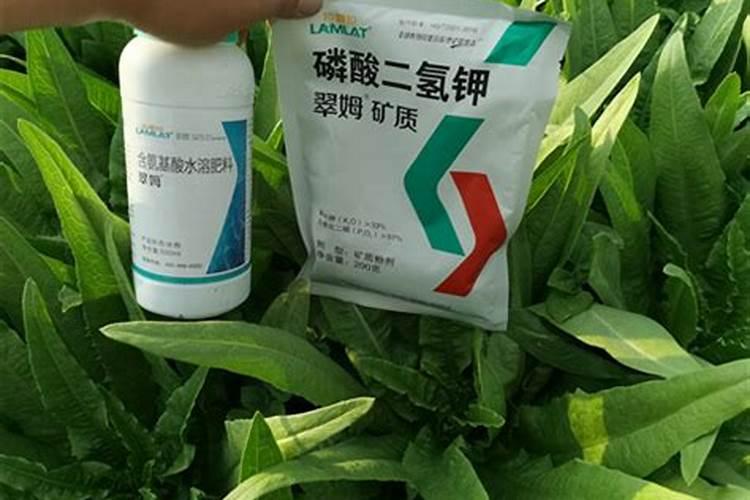 西葫芦喷什么叶面肥结果多？西葫芦用什么肥料可以果实膨大？