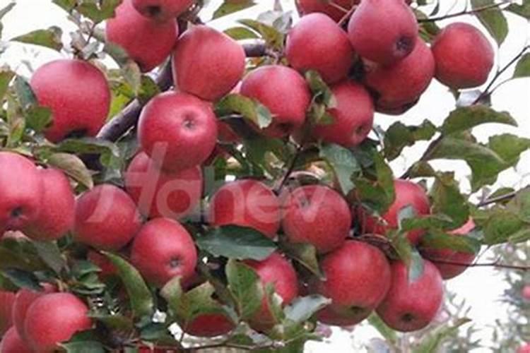 苹果树什么时间施肥好？苹果树膨果期施肥注意事项