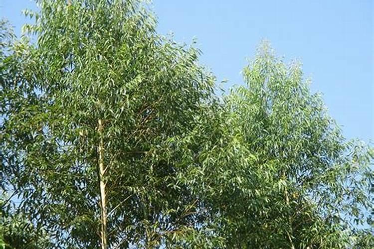 石斛什么时候种植最好