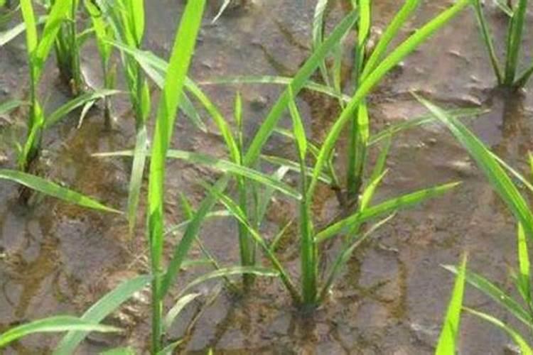 水稻要怎样施肥水稻的施肥技术