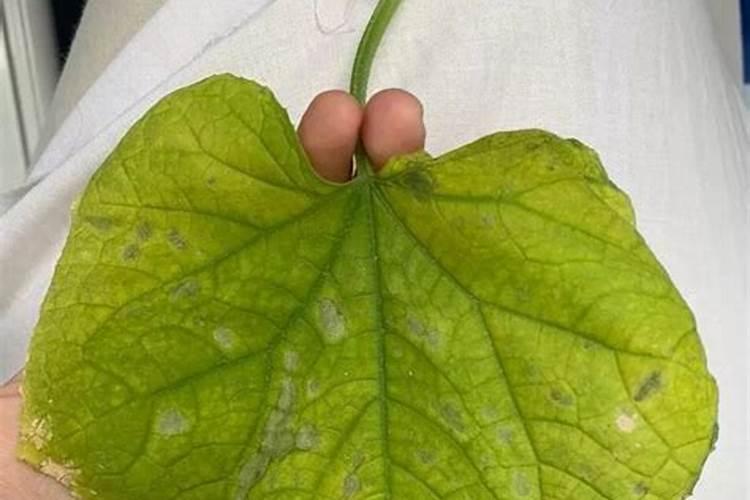 火龙果怎样施肥最合理