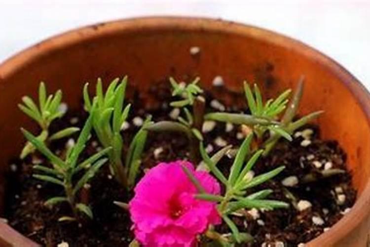 黄芽菜怎么做好吃