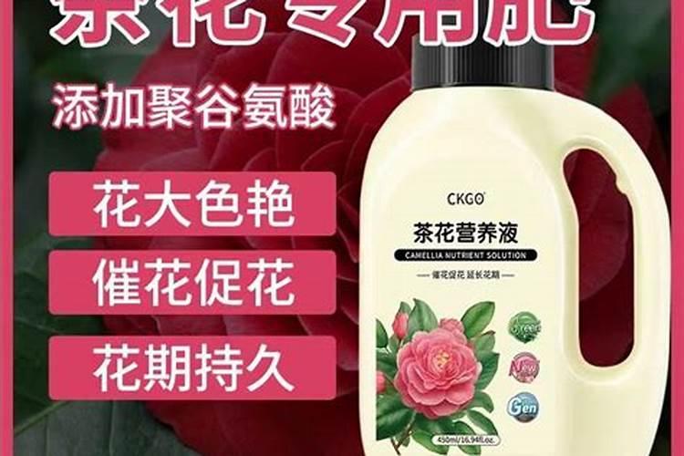 茶花用什么肥料好