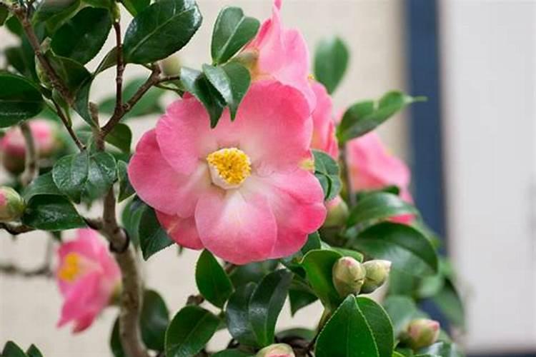 茶花冬天施什么肥最好