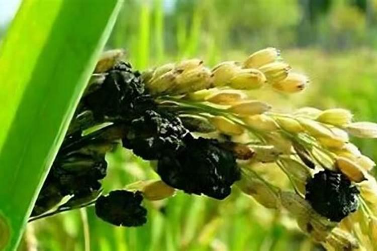 水稻种植尿素怎么使用 水稻种植尿素正确使用方法