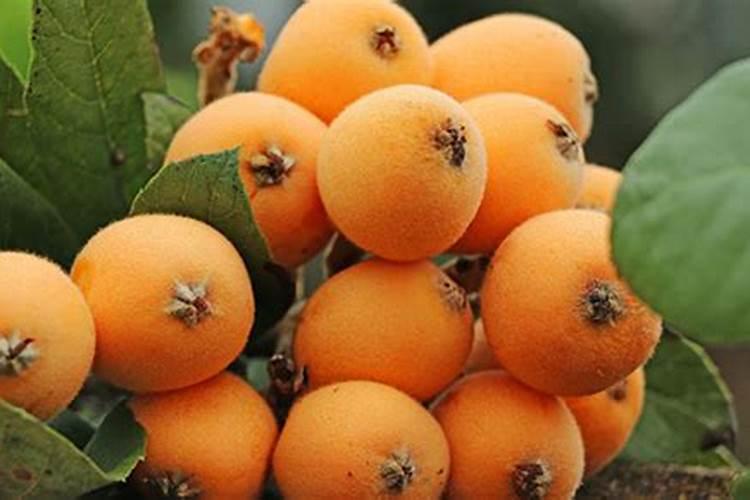 葡萄膨果着色增甜用什么肥料