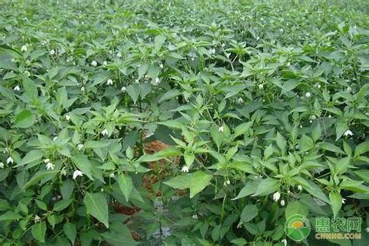 甲维虫螨腈使用说明及用量