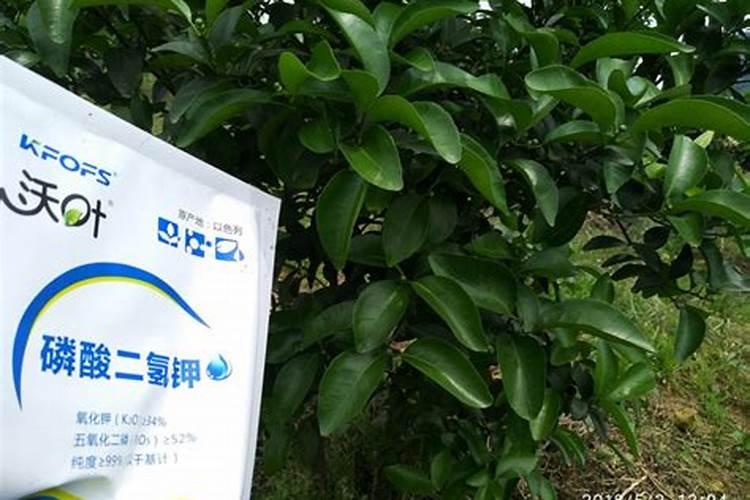 柑橘全年施肥时间表 柑橘应该怎么施肥