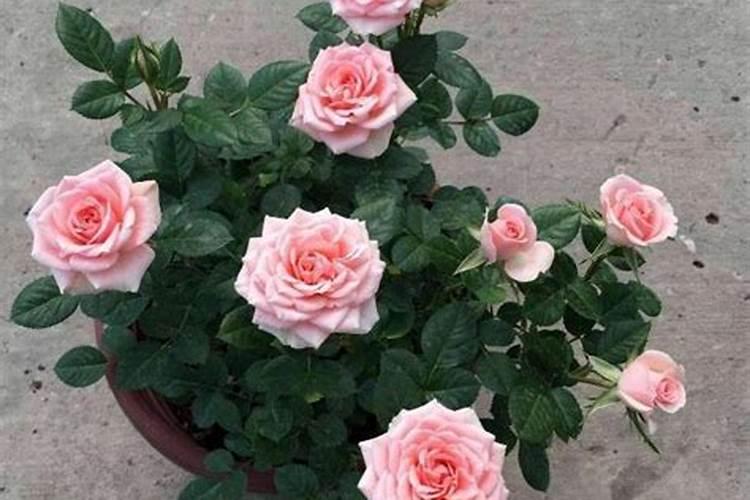 月季花用什么土最好
