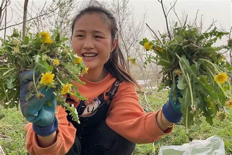 怎样种植蒲公英呢？