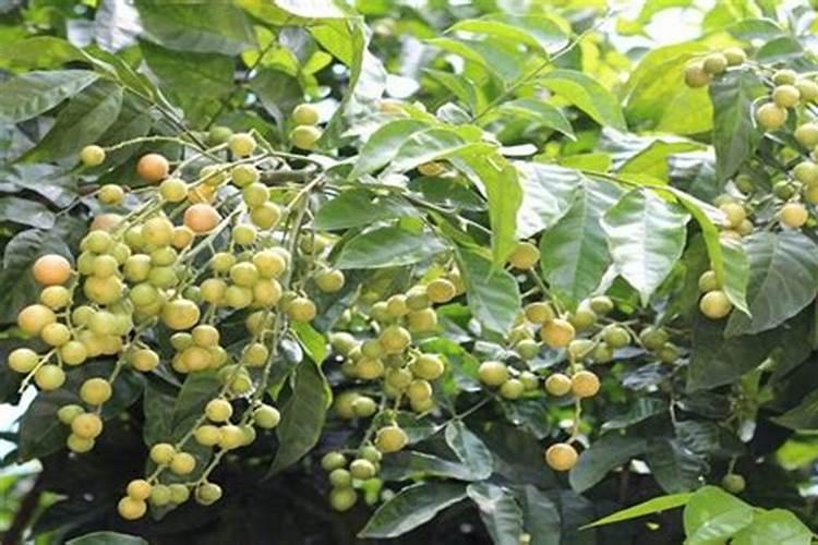 黄皮果怎么防虫