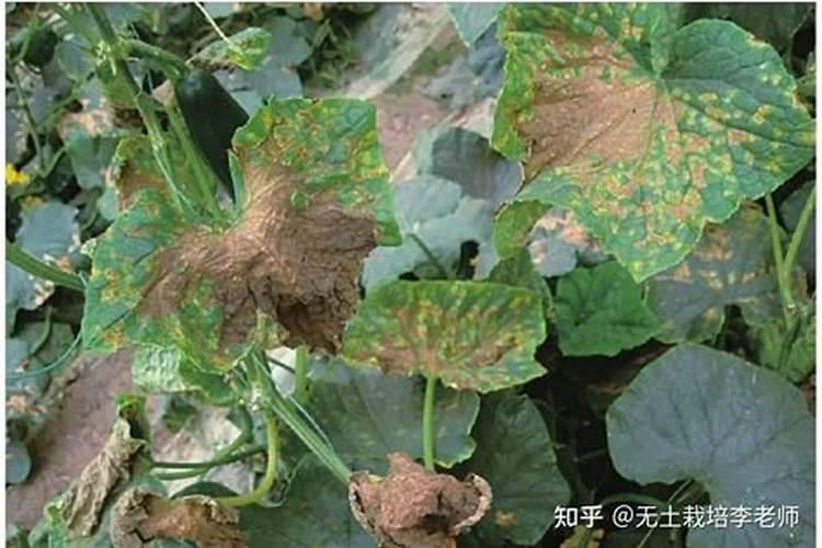 腐植酸叶面肥的效果及功能