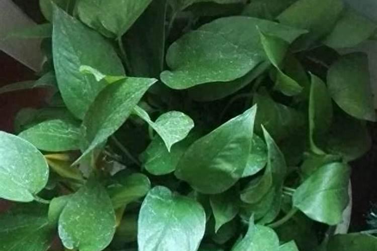 油菜叶面肥什么时间施最好花卉百科
