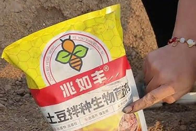 四季秋海棠怎么种植(四季秋海棠养殖方法和注意事项)