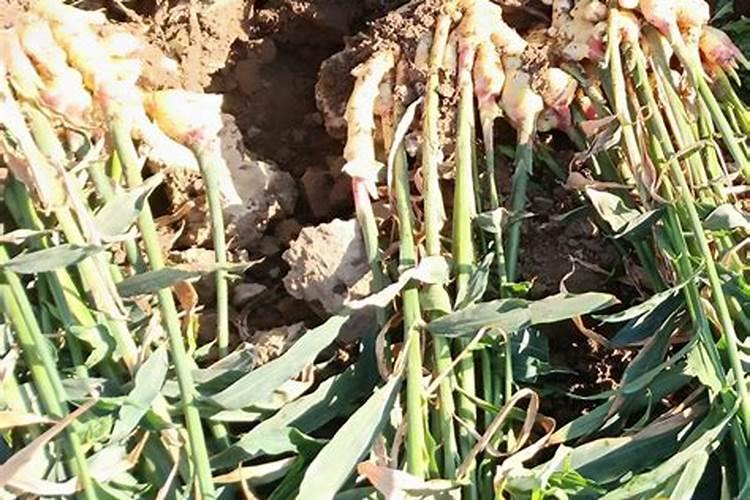 种植大姜后期用什么肥料好？