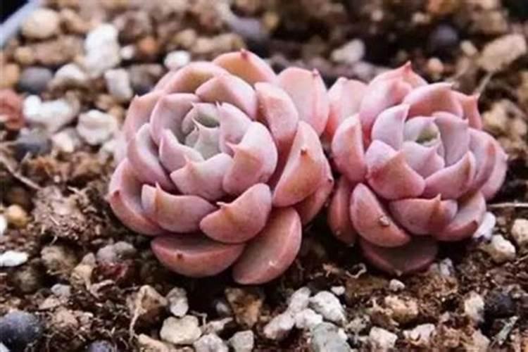 藻类植物能进行光合作用吗？