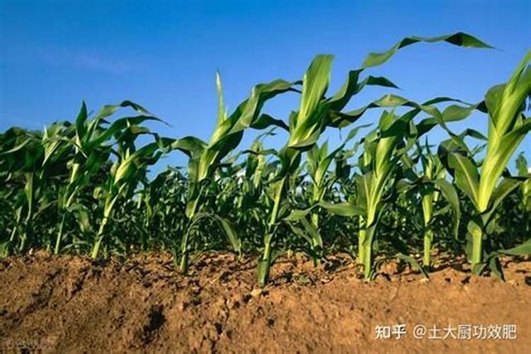 玉米打叶面肥好还是追尿素好
